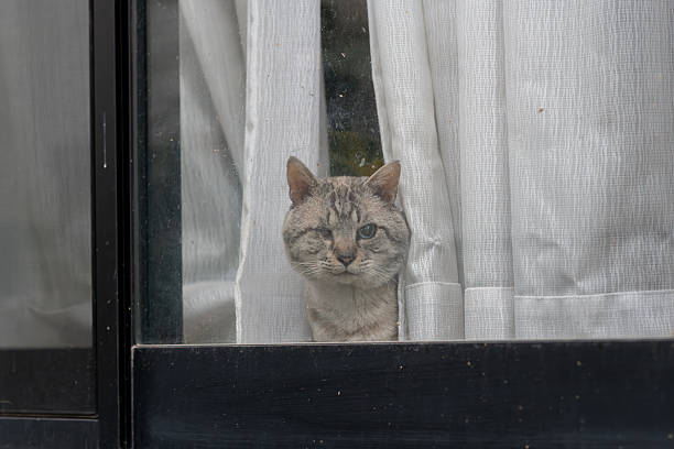 istock Cute cat looking out the window 2226713516