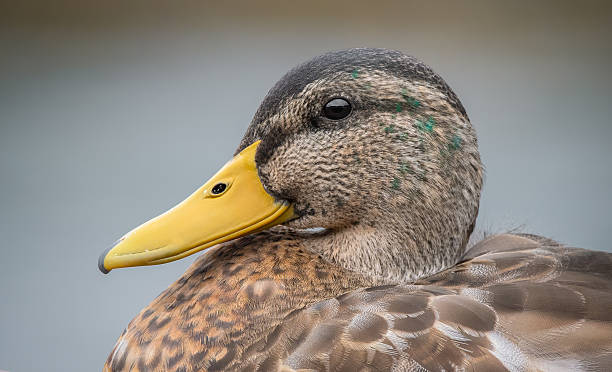 istock Mallard portrait in Wales! 2226713765