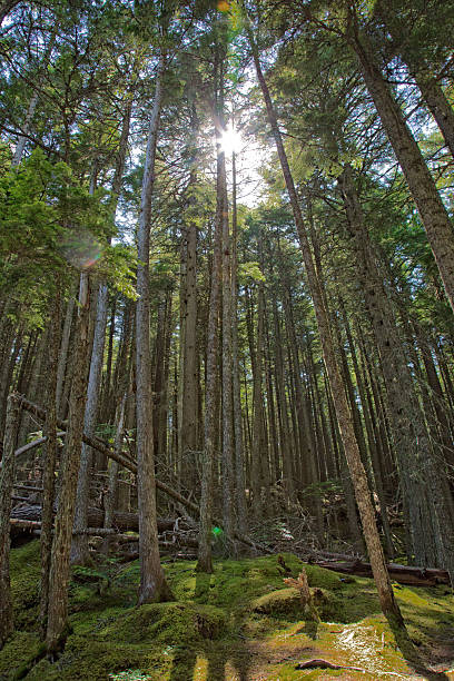 istock Sunlight shining through tall pine trees in a Montana forest 2226715164