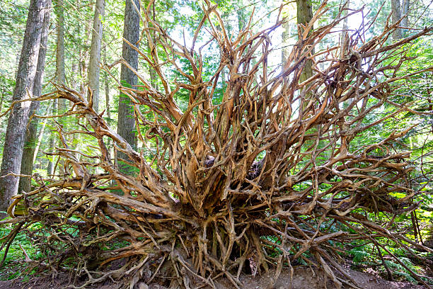 Tree roots and a fallen tree in remote woodlands in Northumberland
