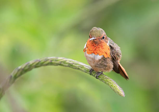 Colourful Scintillant hummingbird photographed while perching on Snake weed in the cloud forest of Zarcero, Costa Rica.