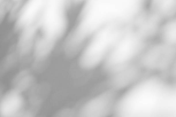 istock Abstract natural tree branch leaves shadow on white wall background 2226715546