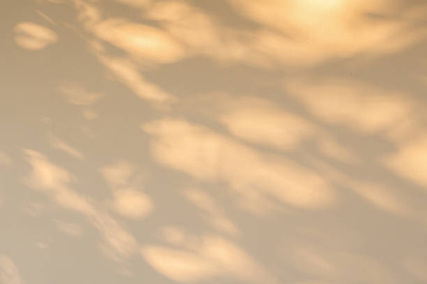 istock Abstract natural tree branch leaves shadow on beige wall background 2226715548