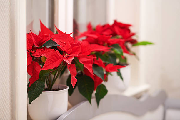 A potted poinsettia plant, with a snowman ornament among the leaves