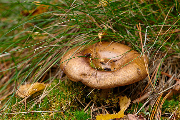 A captivating close-up of a brown mushroom surrounded by lush green moss and blades of grass, showcasing the beauty of nature's forest floor.