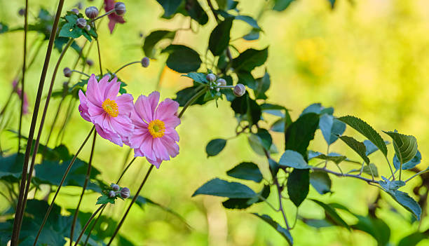 Photos from my garden