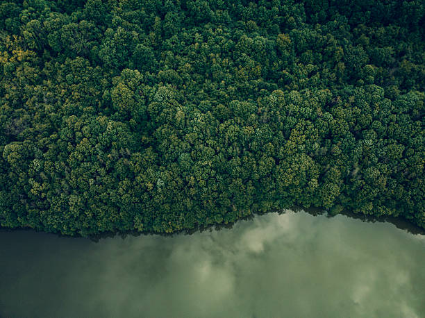 istock Biodiversity Conservation. Tropical River & Lush Green Reinforest 2226715843