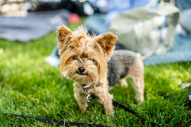Yorkshire Terrier dog near a bone on the green grass