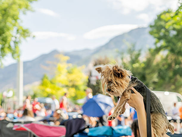 istock Yorkshire Terrier pet being held in the air at parade 2226723148