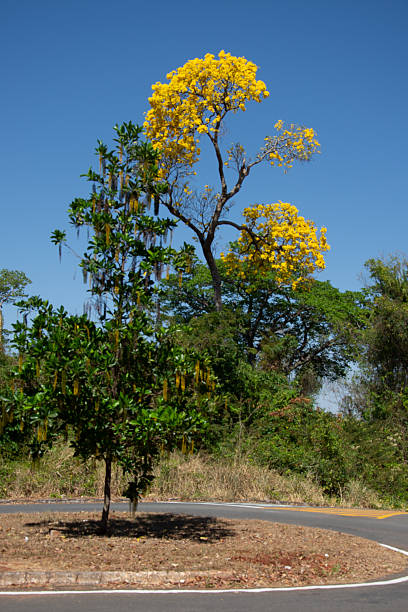 istock Yellow Ipe  - Handroanthus albus 2226727869