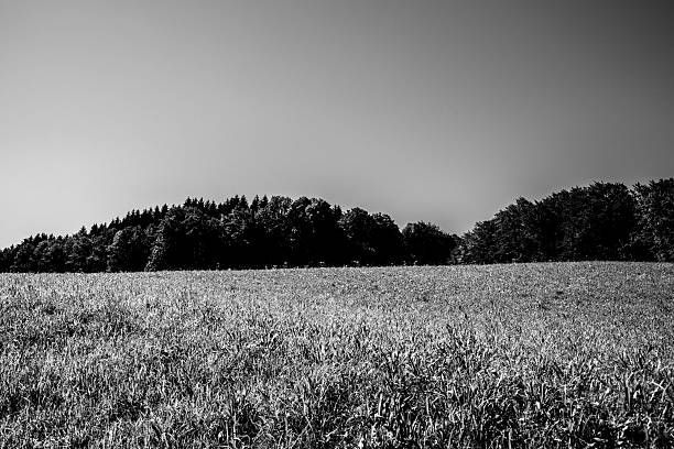 Meadow hill with forest trees in the landscape in black and white