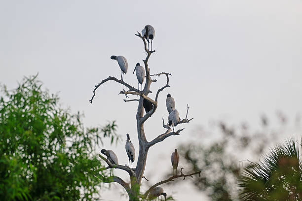 Eleven wood storks poised on weathered cypress limbs at CircleB Bar Reserve, bathed in the soft light of dawn amid Florida's tranquil wetlands.