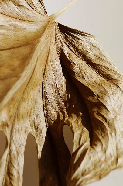 istock Dried autumnal leaf texture close up macro brown color. Wallpaper. 2226731637