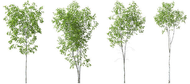 istock Tropics lush trees shapes for landscaped on white backgrounds 3d illustrations 2226731776