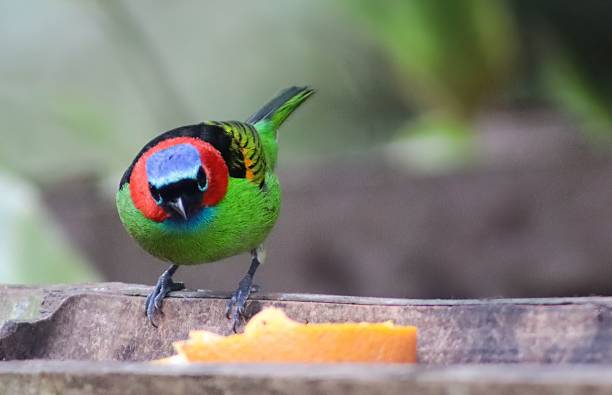istock Military tanager, bird of the Atlantic forest 2226732887