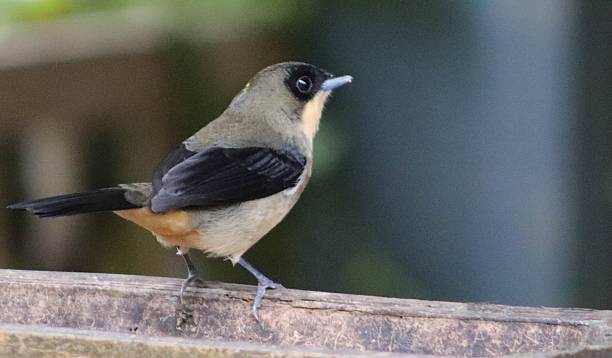 istock Crested tanager, bird of the Atlantic forest 2226732914