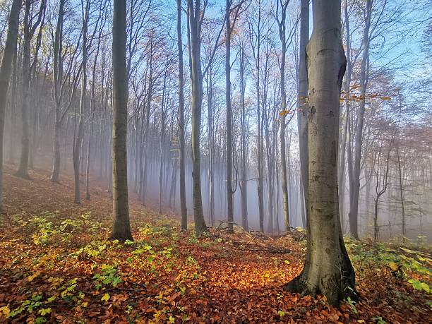 istock Autumn Beech Forest in Morning Fog 2226733964