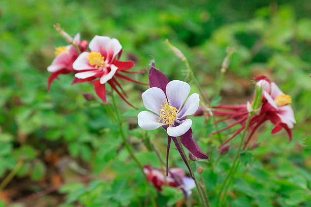 garden columbine flowers, closeup of photo