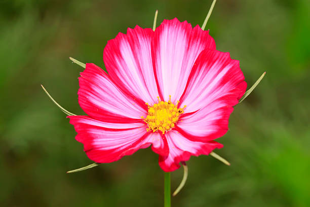 Cosmos bipinnatus flowers in the wild