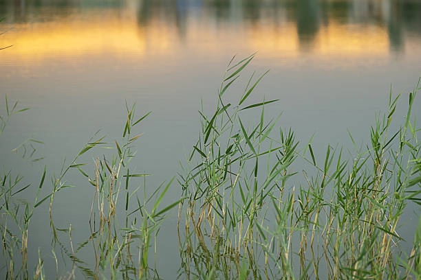 Green grass reeds grow from calm lake water with warm light reflected on surface. Nature concept.