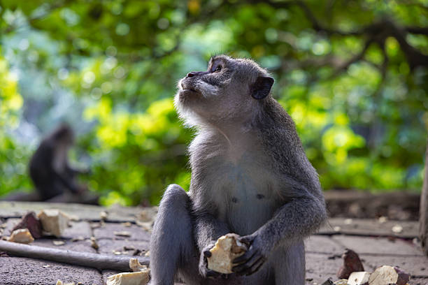 South African Monkey in the wild extremely intelligent live in groups