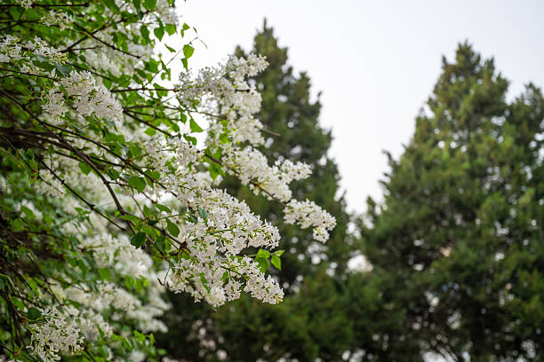 Cherry blossoms in spring at Qinglong Temple in Xi'an, China
