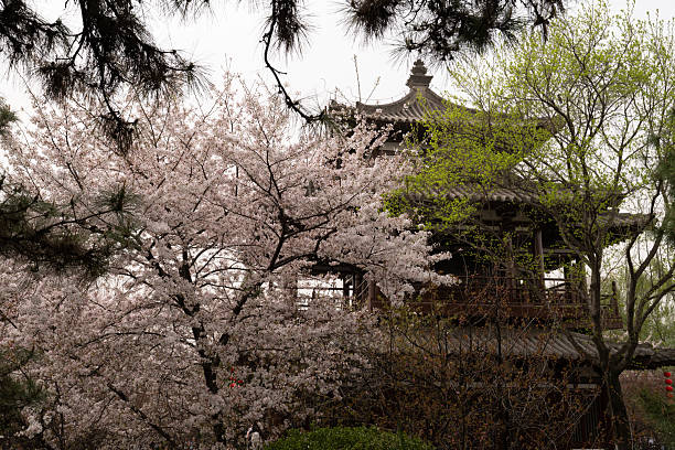 Cherry blossoms in spring at Qinglong Temple in Xi'an, China