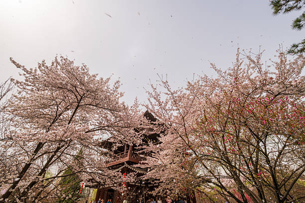 Cherry blossoms in spring at Qinglong Temple in Xi'an, China