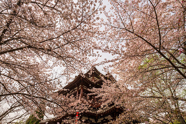 Cherry blossoms in spring at Qinglong Temple in Xi'an, China