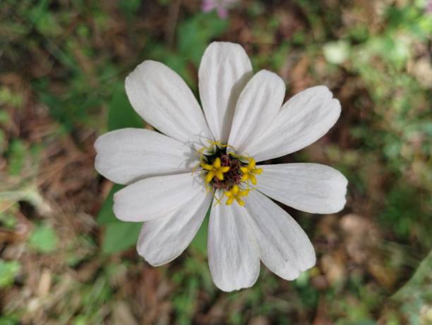 Aerial view of a white zinnia bloom