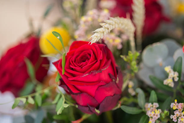 Single red rose