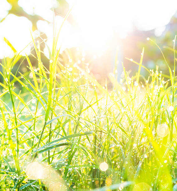 istock Grass with bokeh in morning 2226741496