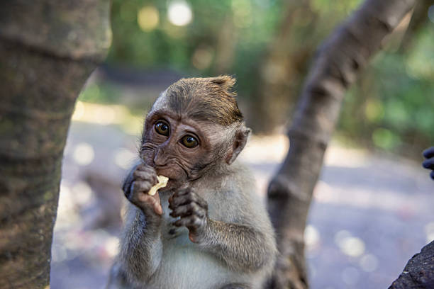 Mother and baby monkeys are feeding in old temple.Kuala Lumpur - Malaysia.