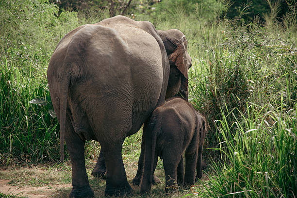 Rear view of a mother elephant and her calf walking closely together through tall green grass in a natural setting. The intimate and serene wildlife moment captures the bond between the adult and baby elephant, symbolizing protection, care, and the beauty of nature.