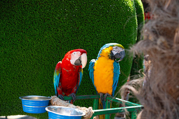 Two colorful macaw parrots against a green plant wall