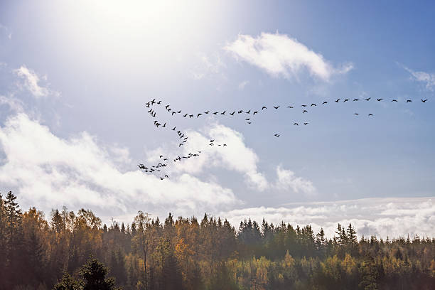istock Migratory geese flying above a forest in autumn 2226748188