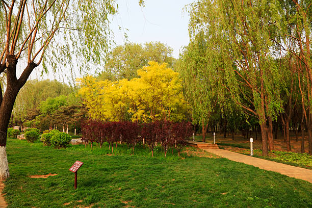 Sophora japonica and green plants