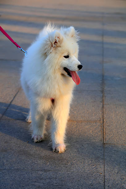 White samoyeds dog in the park