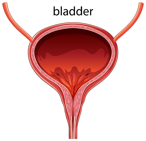 istock Detailed Vector Illustration of Human Bladder Anatomy 2226749359