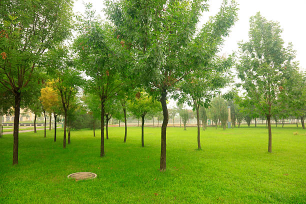 A photo of green and lush forest in spring
