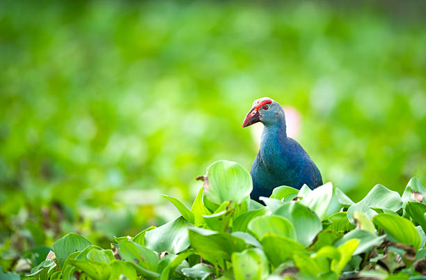 istock Colorful Swamphen Navigating Aquatic Habitat 2226749704