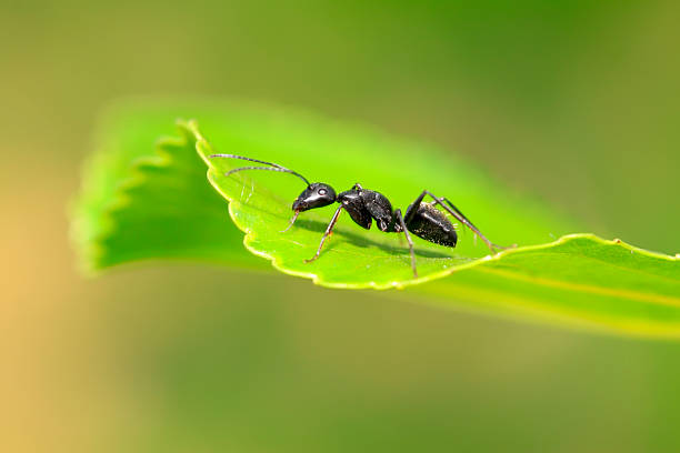 istock Camponotus japonicus on plant 2226749806