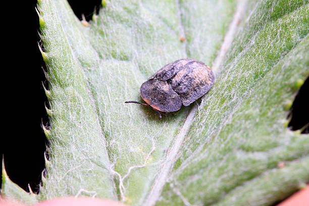 istock Hispidae insects larvae on plant 2226749935