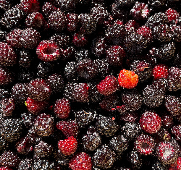 istock A bunch of blackberries with one red one 2226751263