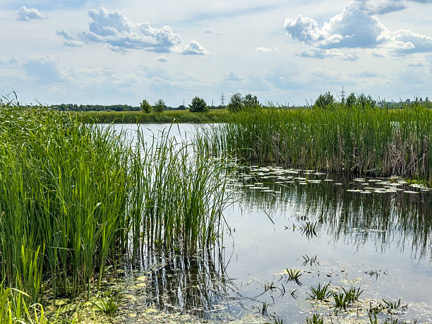 istock A lake with tall grass and a cloudy sky in the background 2226751389