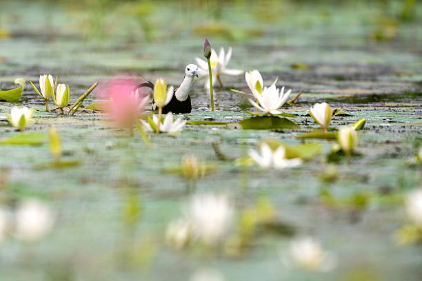 A Pheasant-tailed Jacana moves gracefully across dense aquatic vegetation, its long toes helping it balance and walk effortlessly on floating plant cover.