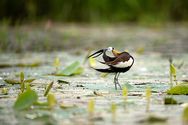 Graceful Jacana Resting and Preening Beside Lily Flower