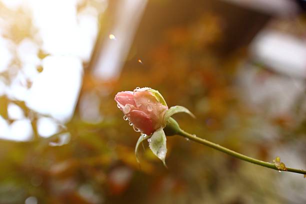 A close up of a pink rosebud, with a shallow depth of field