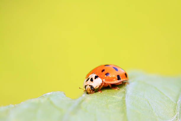Ladybird on a runner bean plant