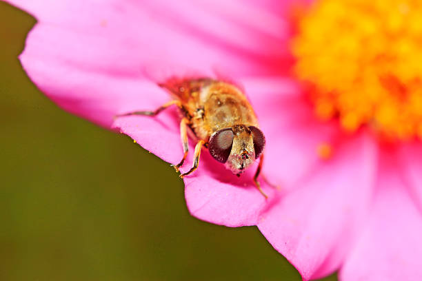 Syrphidae on plant in the wild